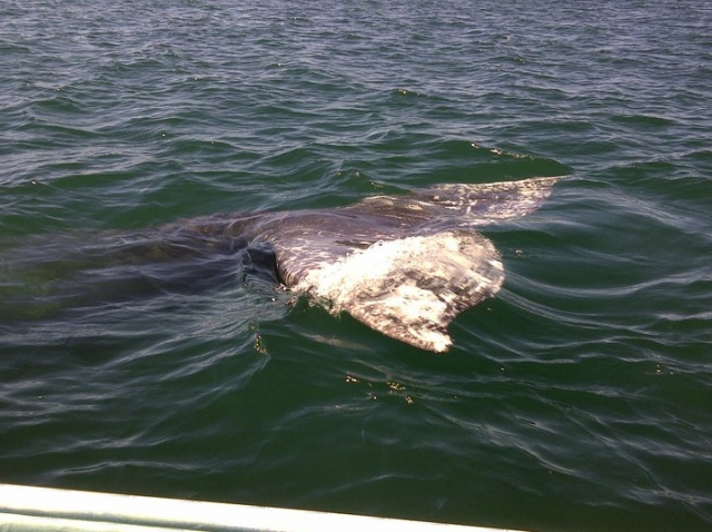 Avistamiento de cetaceos